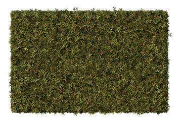 Aucuba japonica in transparent background