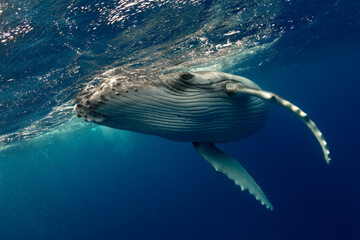 A humpback whale swimming in the ocean near Tonga.