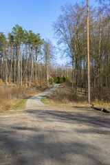 road in the forest