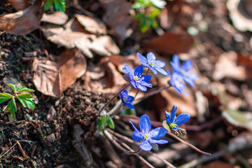 flowers in the forest