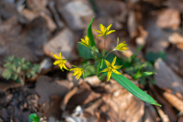 yellow flower