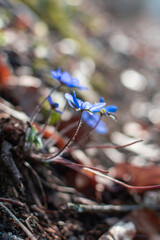 flowers in the forest