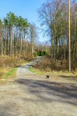 road in the forest