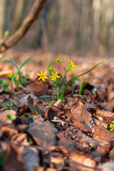 yellow flowers