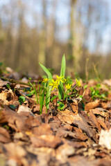 yellow flowers