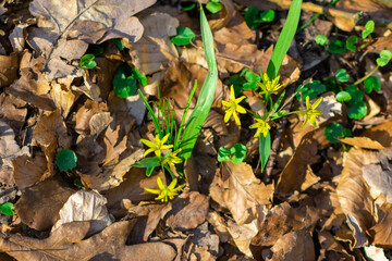 leaves in the forest