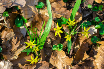 springs leaves in the forest