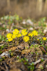 yellow flowers in the forest