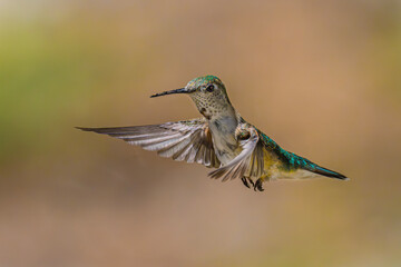 Juvenile Broad-tailed Hummingbird (Selasphorus platycercus) in Flight