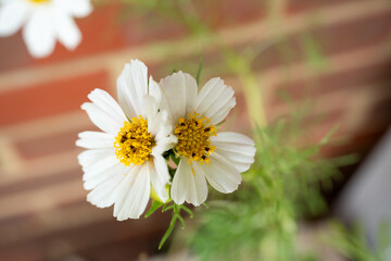 Close-up of Garden Cosmos flower (Cosmos bipinnatus, Mexican aster) 