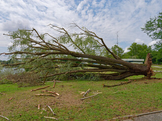 Fototapeta na wymiar View of a fallen tree on Lake Jarun after a storm impacted that area, Zagreb, Croatia