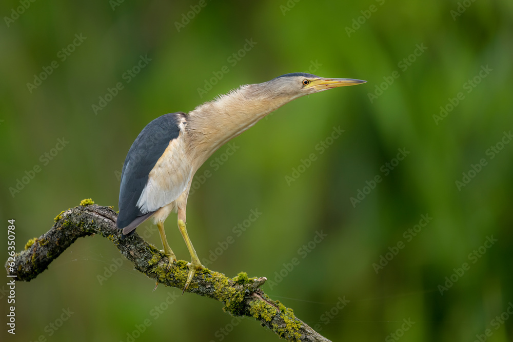 Sticker little bittern ( ixobrychus minutus ) close up