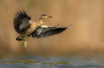 Little bittern ( Ixobrychus minutus ) close up
