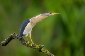 Little bittern ( Ixobrychus minutus ) close up
