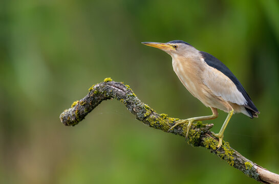 Little bittern ( Ixobrychus minutus ) close up