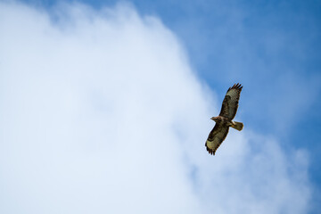 a buzzard (Buteo buteo) in flight, blue sky, white could