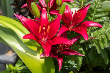 Obraz premium Top Side View of a Brunch of dark red Lilys in the Botanica Gardens Wichita Kansas. High quality photo