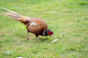 close-up of a male cock pheasant (Phasianus colchicus) feeding on a grass lawn