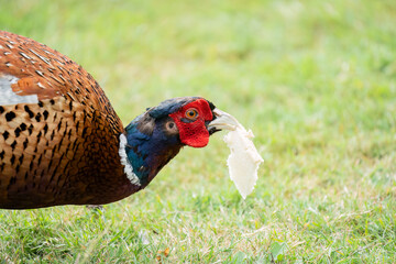 close-up of a male cock pheasant (Phasianus colchicus) feeding on a grass lawn