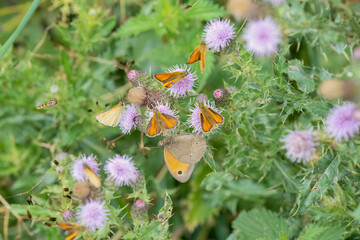 close-up of several Essex skipper butterfly (Thymelicus lineola) feeding on lilac thistle flowers