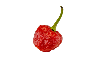 Pimenta vermelha trindad moruga da espécie Capsicum chinense natural da vila de Moruga em Trinidad e Tobago. É uma das pimentas mais picantes do mundo