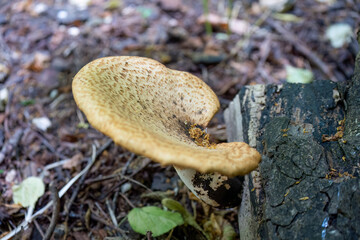 close up of Cerioporus, Polyporus squamosus is a basidiomycete bracket fungus, with common names including dryad's saddle and pheasant's back