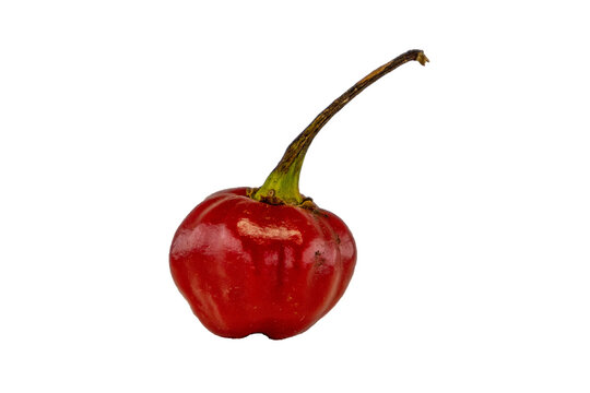 A pimenta bode &eacute; extremamente arom&aacute;tica e saborosa, entre as pimentas picantes brasileiras. Muito popular na regi&atilde;o Centro-Oeste