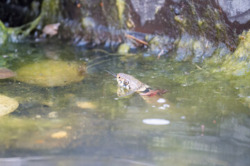 Close-up of a grass snake (Natrix helvetica, ringed snake or water snake) swimming in a pond, Wiltshire UK