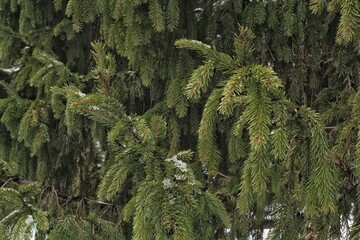 Close-up of fresh spruce branches in winter day. Composition picea pungens landscaping in japanese garden. Nature botanical evergreen pine coniferous plants. Christmas holiday tree decor