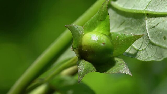 Deadly Nightshade, unripe fruit (Atropa belladonna) - (4K)