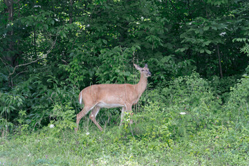 white deer