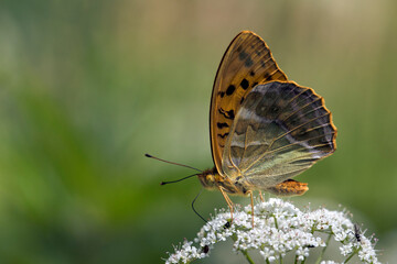 Kaisermantel - Argynnis paphia