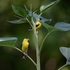 two goldfinches on sunflower