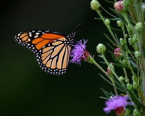 Naklejka na ściany i meble monarch butterfly
