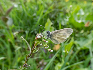 Close-up of the wood white butterfly (Leptidea sinapis / juvernica) on a plant in summer. The butterfly with white wings with grey markings