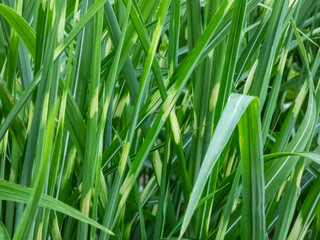 Porcupine Grass (Miscanthus sinensis) 'Strictus' - distinctive, ornamental grass with variegated foliage displaying unusual, horizontal, soft yellow rings on leaves