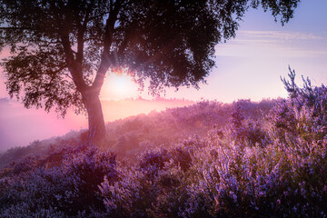 Fototapeta na wymiar Romantic sunrise in a Dutch nature moorland