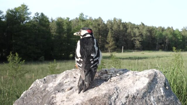 Woodpecker flies away from the camera in slow motion.