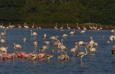 Obraz premium group of greater flamingos in the freshwater lake