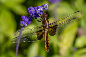 female Widow Skimmer (Libellula luctuosa) on Blue Flower