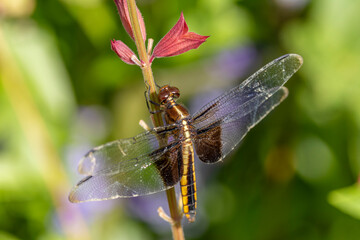 female Widow Skimmer (Libellula luctuosa) on Red Flower