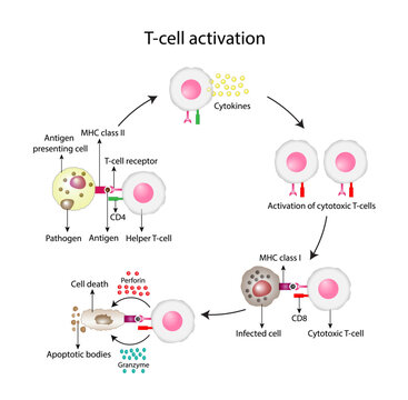T-Cell activation diagram, helper T-cell and cytotoxic T-cell. Vector illustration.	

