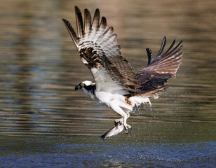 Osprey Dogtown Lake