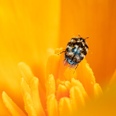 Extreme close up of a varied carpet beetle on a California poppy flower.