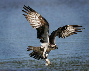 Osprey Dogtown Lake