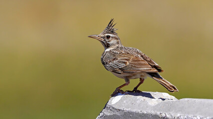 Crested Lark on the stone