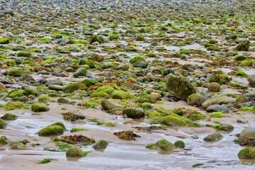 plants in the beach in Llandudno