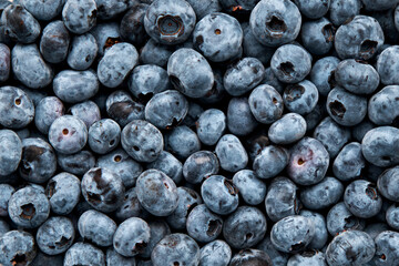 Background from fresh blueberries. Blueberry texture top view.
