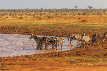 Fototapeta na wymiar Zebras at the waterhole in Tsavo East National Park, Kenya