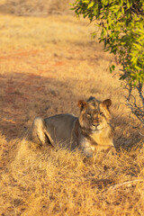 Lion looking straight into the lense in Tsavo East National Park, Kenya